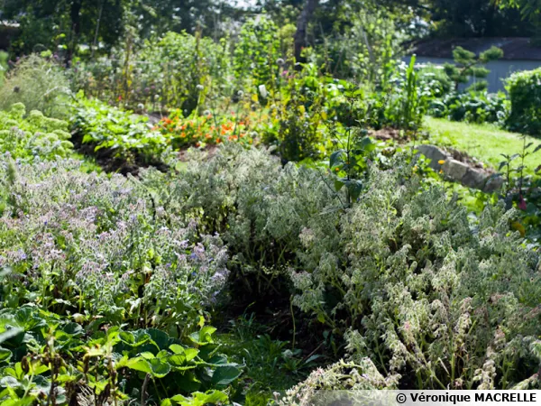 Le Jardin de Kerblouze, un jardin de permaculture
