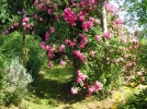 Le jardin de Lostanges (19)