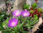 Jardin miniature, Delosperma et Sedum
