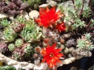 Jardins miniatures, invitation au voyage