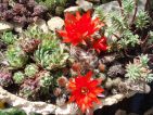 Jardin miniature, Jovibarba, Lobivia et Edum