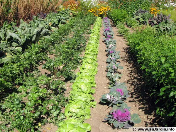 Un jardin nourricier