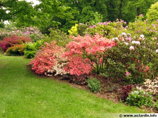 Un jardin opulent sans se ruiner