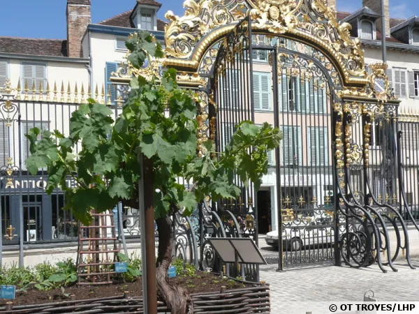 Le jardin des Plantes Mdicinales  Troyes