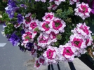 Composer une belle jardinire de printemps