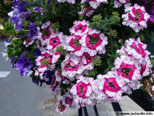 Jardinire originale de printemps avec fleurs trs colores