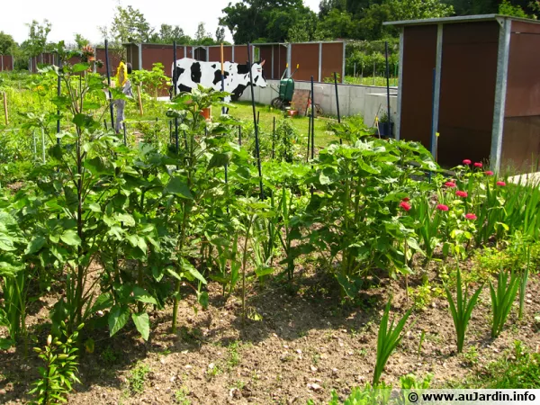 Parcelles de jardins familiaux pour jardiner sans jardin
