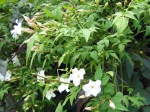 Jasmin blanc, Jasmin officinal, Jasminum officinalis