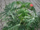 Plante corail, Jatropha multifida