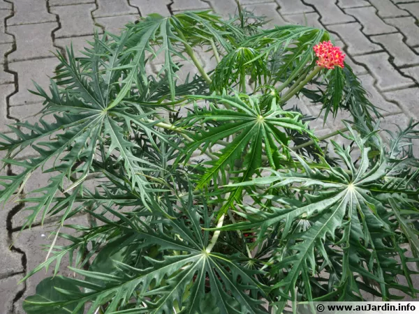 Plante corail, Jatropha multifida