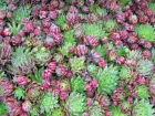 Joubarbe hrisse, Jovibarba hirta