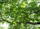 Noyer commun (Noix), Juglans regia