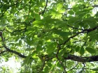 Noyer commun (Noix), Juglans regia