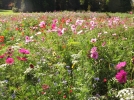 La biodiversit en juin