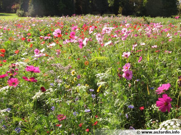 La biodiversit en juin