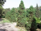 Gen�vrier de Chine, Juniperus chinensis