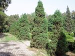 Genévrier de Chine, Juniperus chinensis Genévrier de Chine, Juniperus chinensis