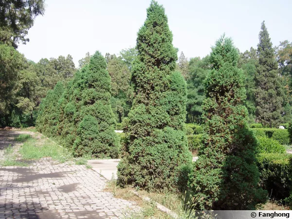 Genévrier de Chine, Juniperus chinensis
