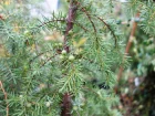 Genvrier commun, Genivre, Juniperus communis