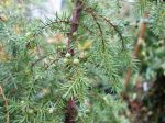 Genévrier commun, Genièvre, Juniperus communis Genévrier commun, Genièvre, Juniperus communis