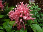 Plume br�silienne, Justicia carnea