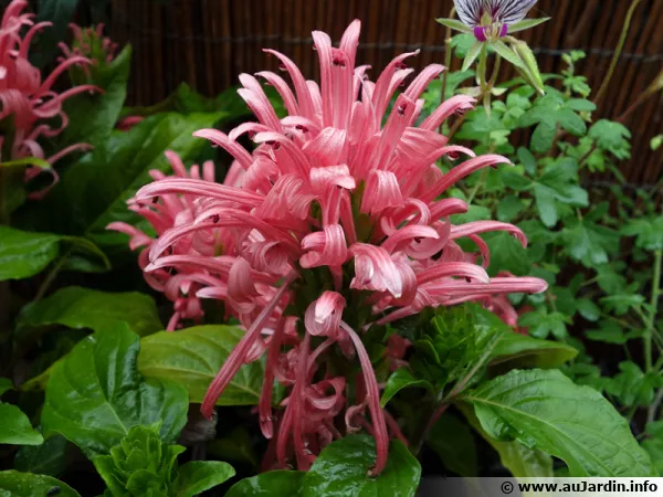 Plume brésilienne, Justicia carnea