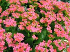 Kalancho de Blossfeld, Kalanchoe blossfeldiana