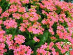 Kalancho� de Blossfeld rose, Kalanchoe blossfeldiana