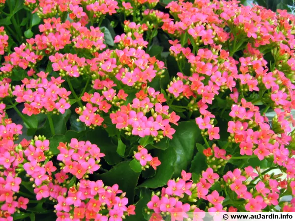 Kalancho de Blossfeld rose, Kalanchoe blossfeldiana