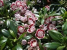 Laurier d'Am�rique, Laurier de montagnes, Kalmia latifolia