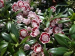 Laurier d'Am�rique, Laurier de montagnes, Kalmia latifolia