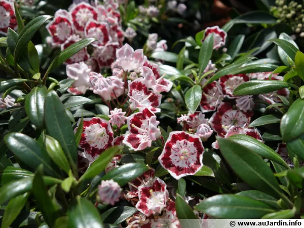 Laurier d'Amérique, Laurier de montagnes, Kalmia latifolia