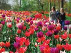 Le parc de Keukenhof en Hollande, allée