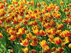 Le parc de Keukenhof en Hollande, encore des tulipes
