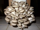 Les kits de champignons pour la maison