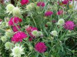 Petite scabieuse de Macédoine, Knautie de Macédoine, Knautia macedonica