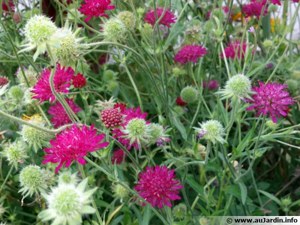 Petite scabieuse de Macédoine, Knautie de Macédoine, Knautia macedonica