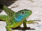 Le lzard vert