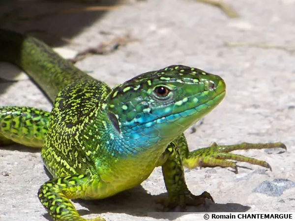 Un lézard vert, ici un mâle à sa gorge bleu-turquoise caractéristique
