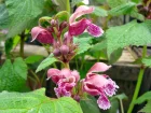 Ortie rouge, Lamier orvale, Lamium orvala