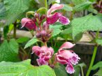 Ortie rouge, Lamier orvale, Lamium orvala Ortie rouge, Lamier orvale, Lamium orvala