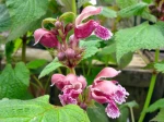 Ortie rouge, Lamier orvale, Lamium orvala