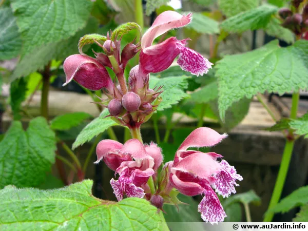 Ortie rouge, Lamier orvale, Lamium orvala