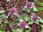 Lamier pourpre, Lamium purpureum