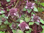 Lamier pourpre, Lamium purpureum
