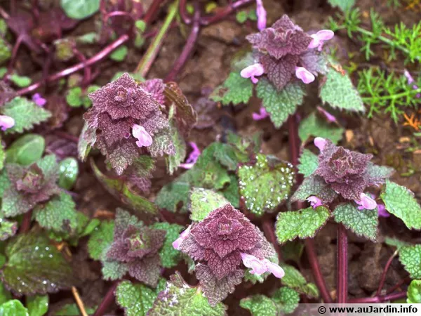 Lamier pourpre, Lamium purpureum