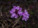 Lantanier rampant, Lantanier de Sellow, Lantana violet, Lantana montevidensis