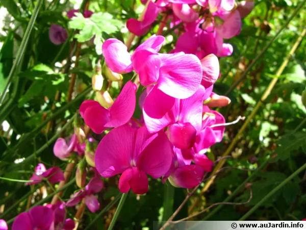 Pois de senteur, Lathyrus