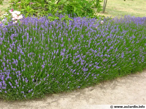La lavande est surement une des premires plante  laquelle on pense lorsque l'on veut des fleurs parfumes