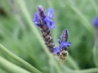 Lavande  feuilles de fougre, Lavande penne, Lavande des Canaries, Lavandula pinnata